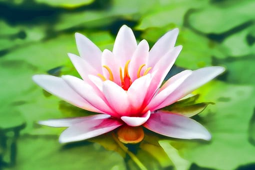 madison-park-psychological-services-holistic4 Madison Park Psychological Services